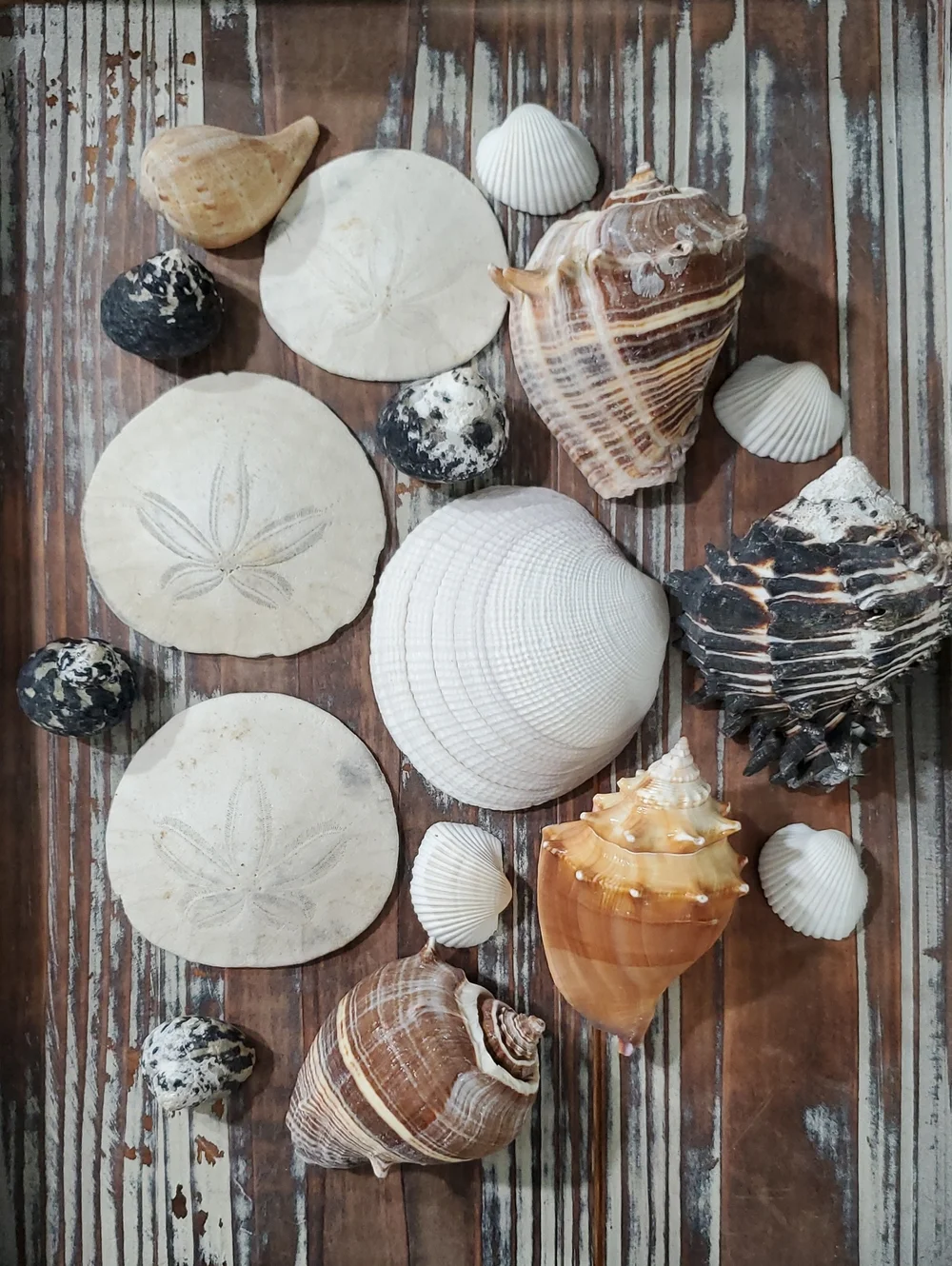 Natural Seashells Beach Coastal Decor Crafts Nautical
